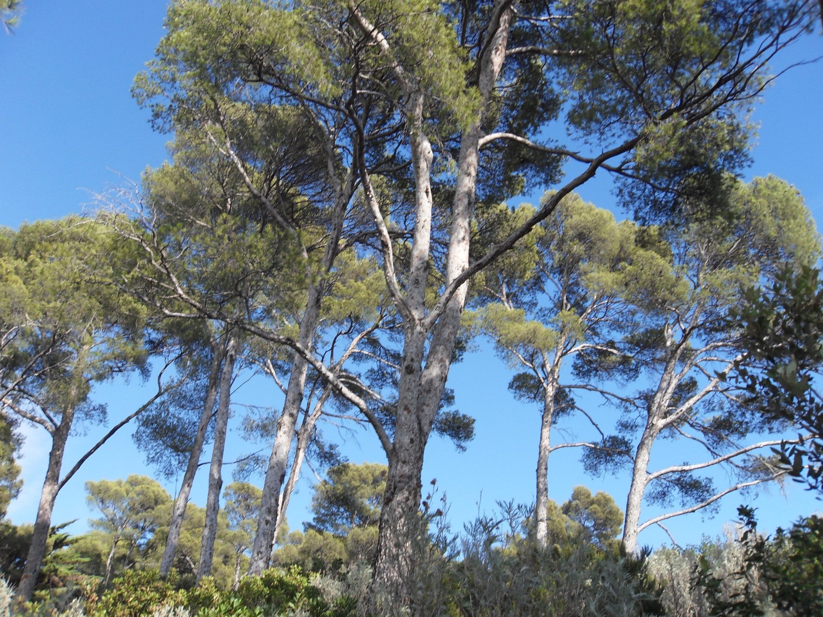 Zwei Flurstücke in Seenähe/ Waldrand Zwei Flurstücke in Seenähe/ Waldrand